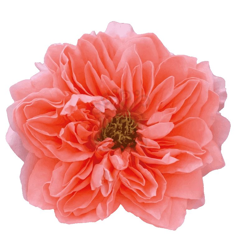 Dragon Fly Roses Peach