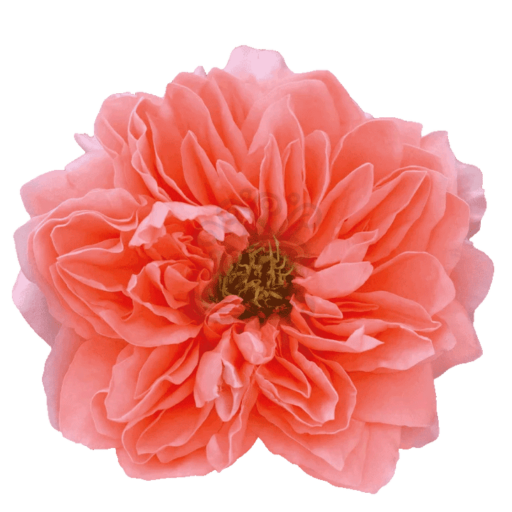 Dragon Fly Roses Peach