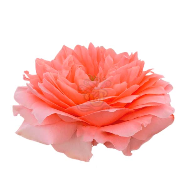 Dragon Fly garden rose head in coral peach, grown in Ecuador by Asiri Blooms