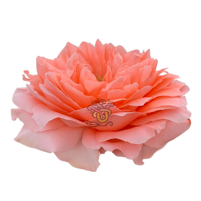 Dragonfly Roses - Wholesale Peach Roses