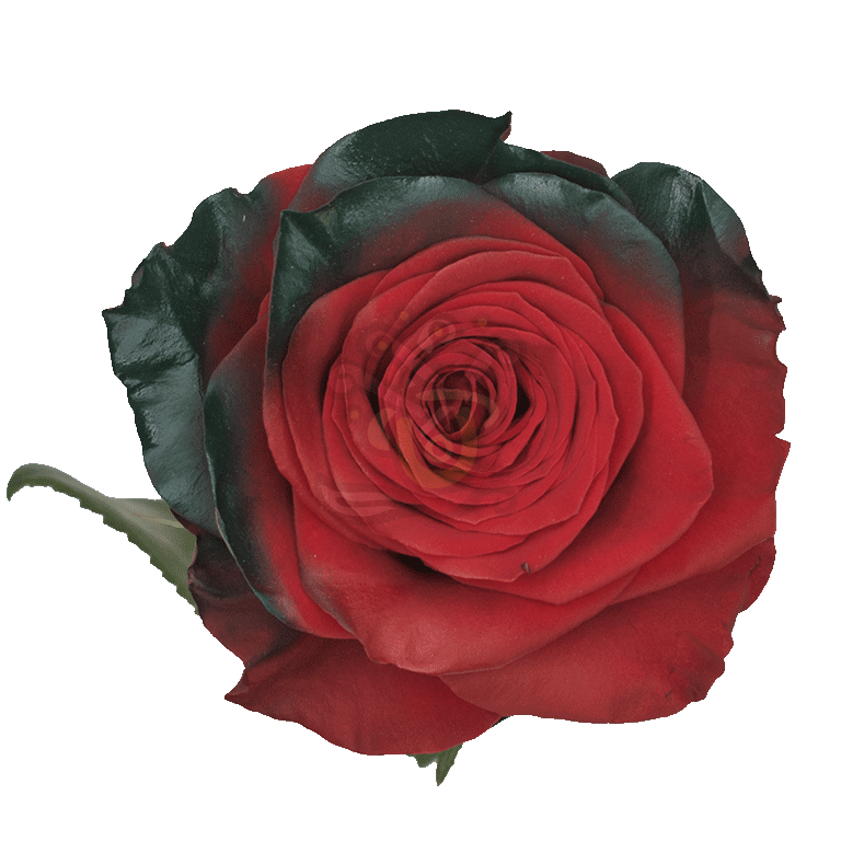 Elf Tinted Roses 2