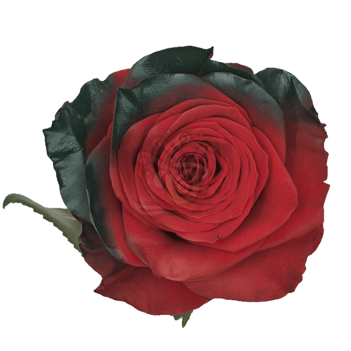 Elf Tinted Roses 2