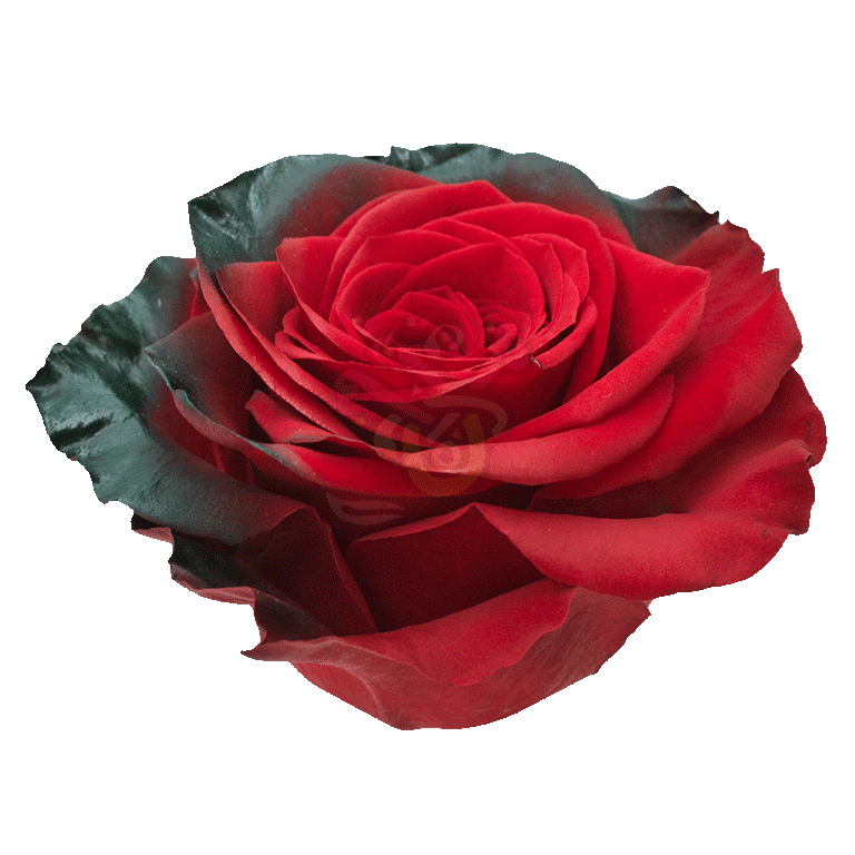 Elf Tinted Roses