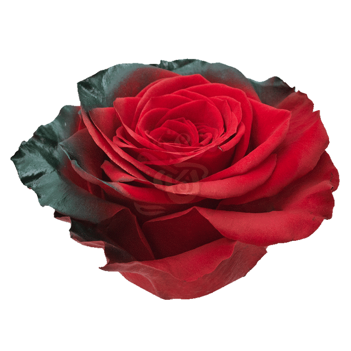 Elf Tinted Roses