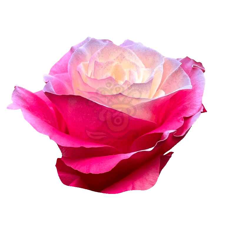 Enchanted Pink Tinted Roses 2