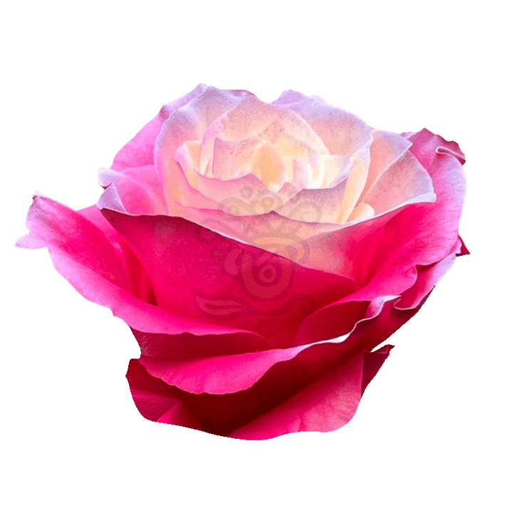 Enchanted Pink Tinted Roses 2