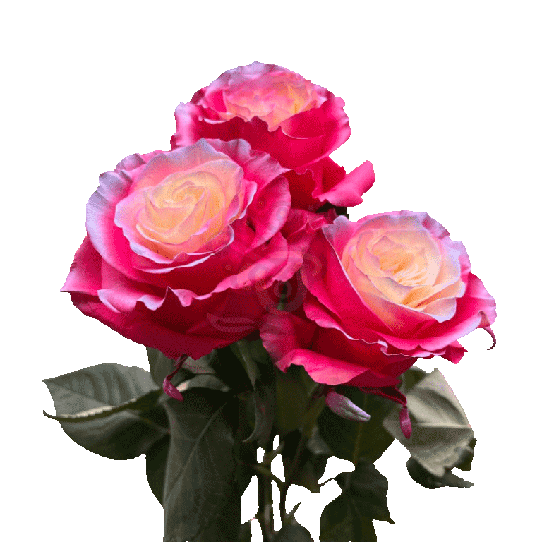 Enchanted Pink Tinted Roses 3