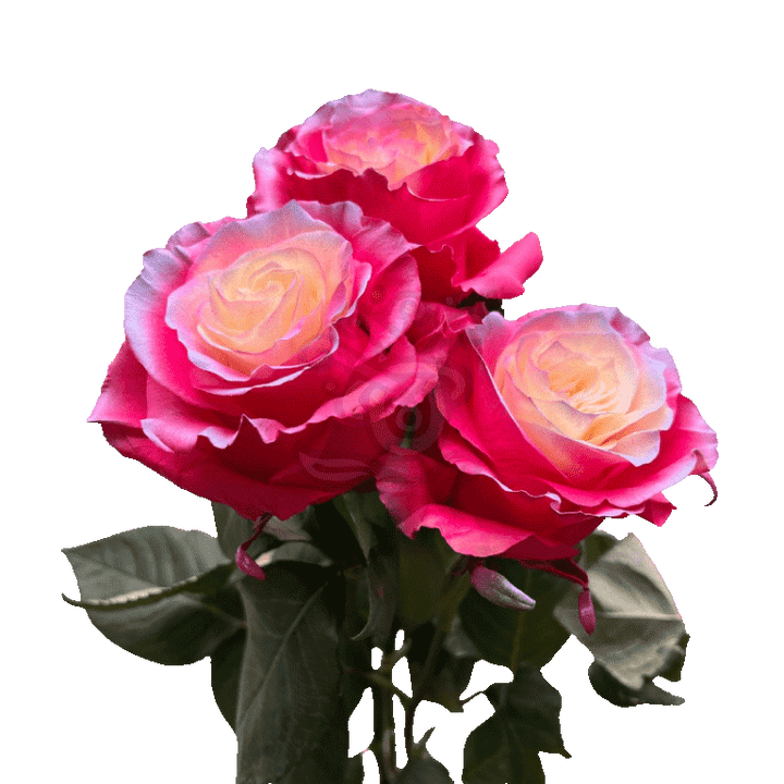 Enchanted Pink Tinted Roses 3