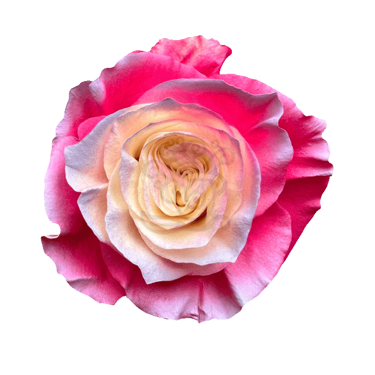 Enchanted Pink Tinted Roses