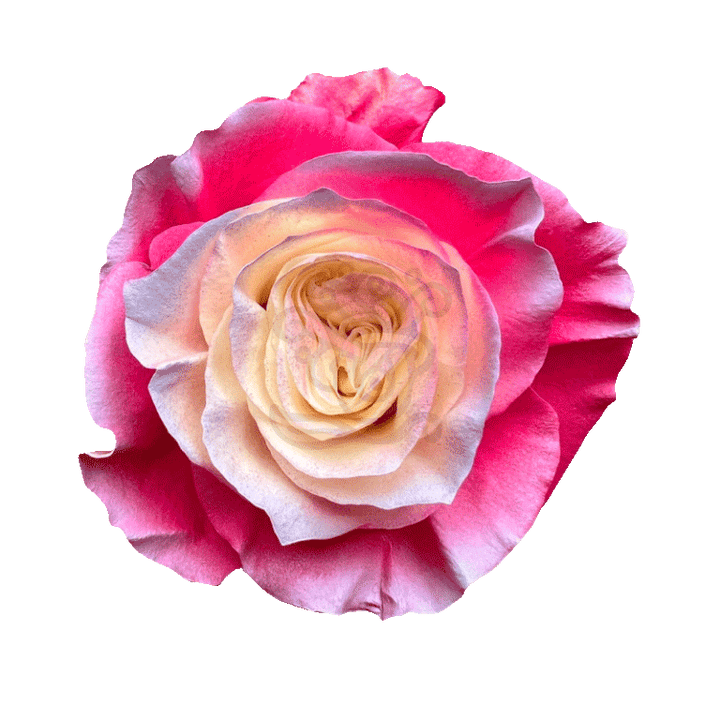 Enchanted Pink Tinted Roses