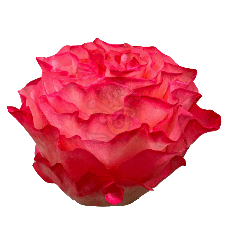 Enchantment Roses Bicolored 2