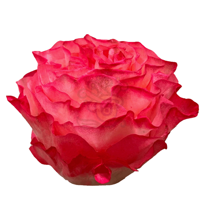 Enchantment Roses Bicolored 2