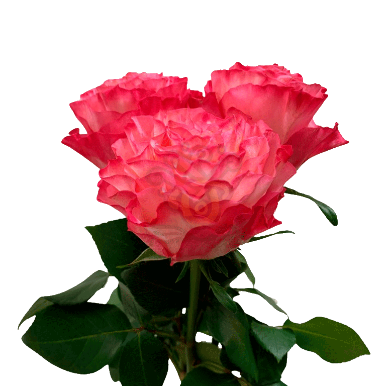 Enchantment Roses Bicolored 3