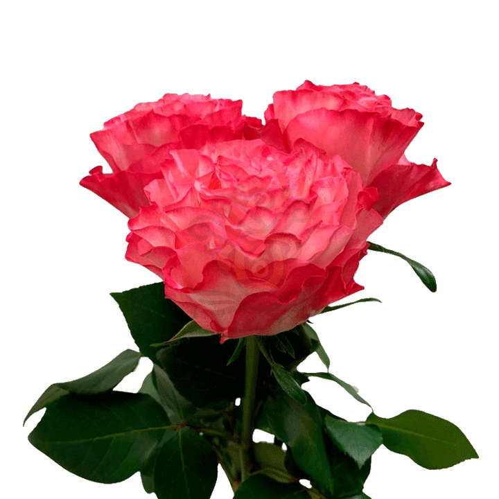 Enchantment Roses Bicolored 3