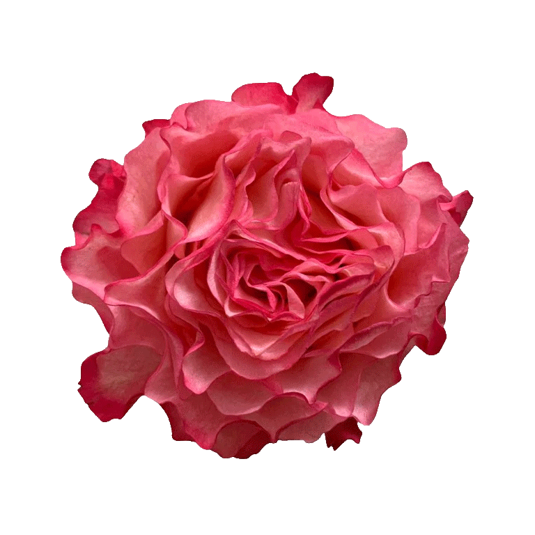 Enchantment Roses Bicolored