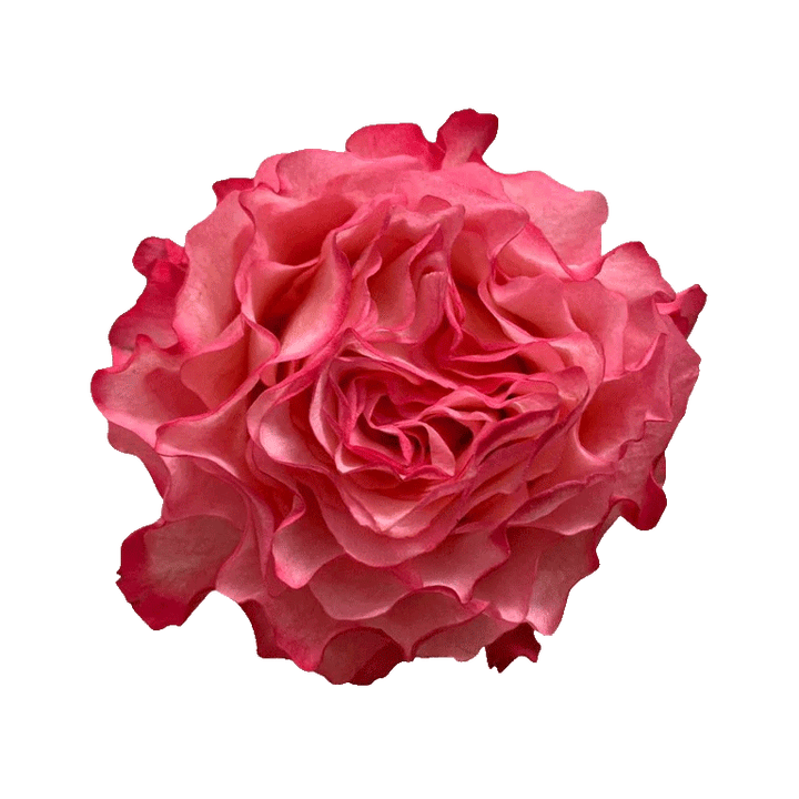 Enchantment Roses Bicolored