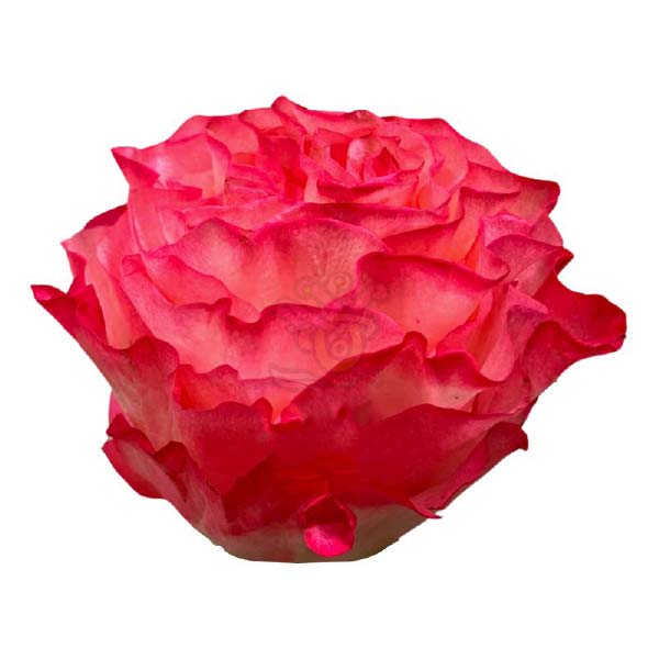 Enchantment bicolour rose head in cream with hot pink edges, grown in Ecuador by Asiri Blooms