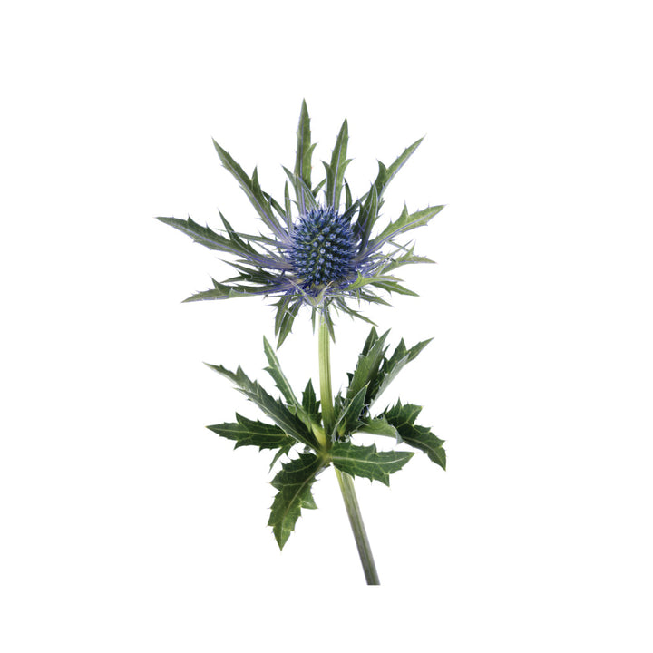 Eryngium • Asiri Blooms