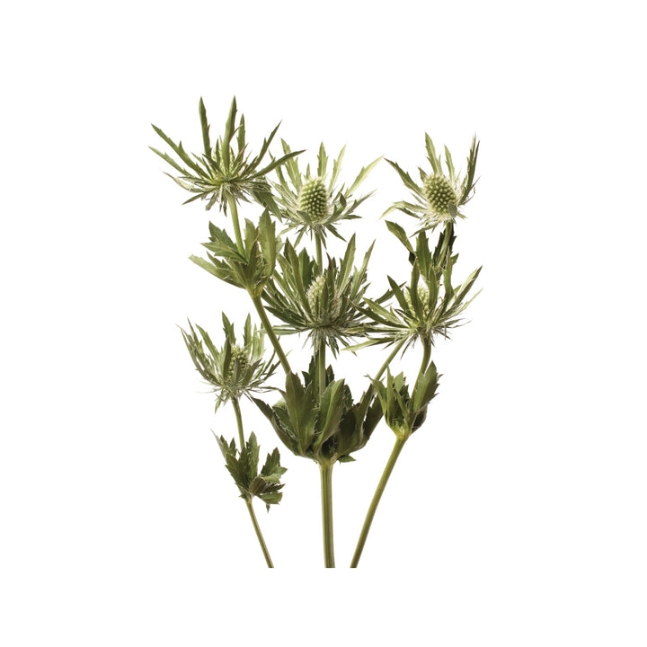 Eryngium Green • Asiri Blooms