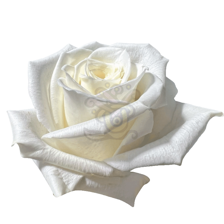 Escimo Roses White 2