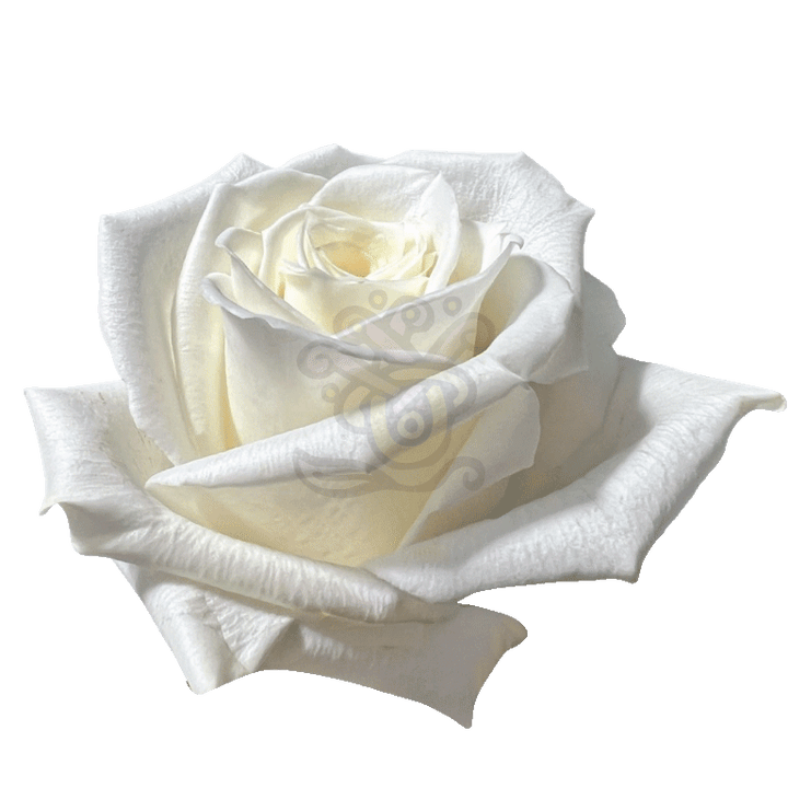 Escimo Roses White 2