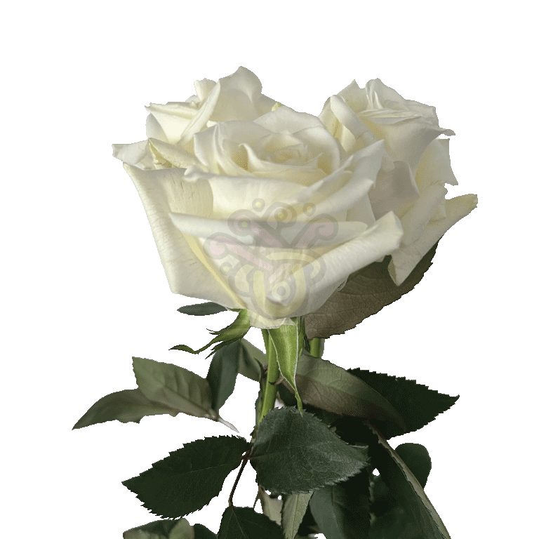 Escimo Roses White 3