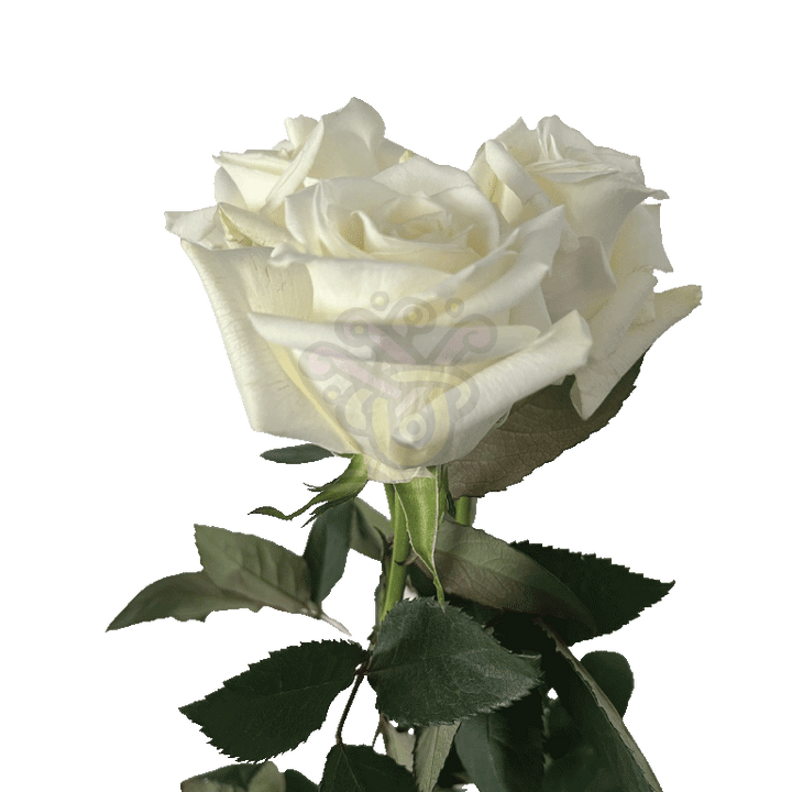 Escimo Roses White 3