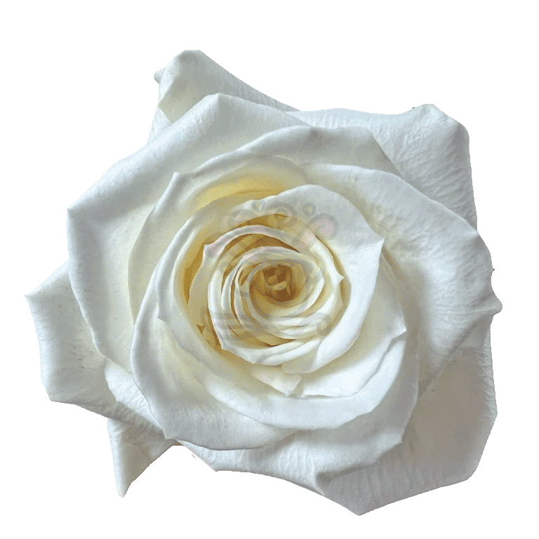 Escimo Roses White