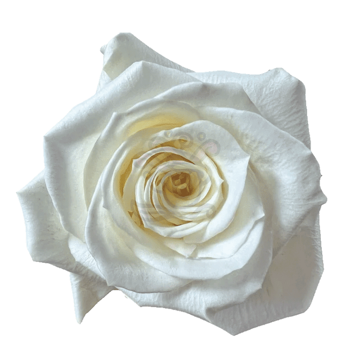 Escimo Roses White