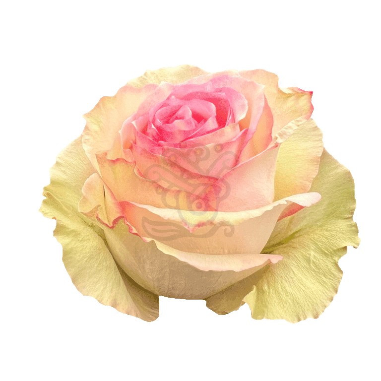 Esperance Roses Bicolored 2