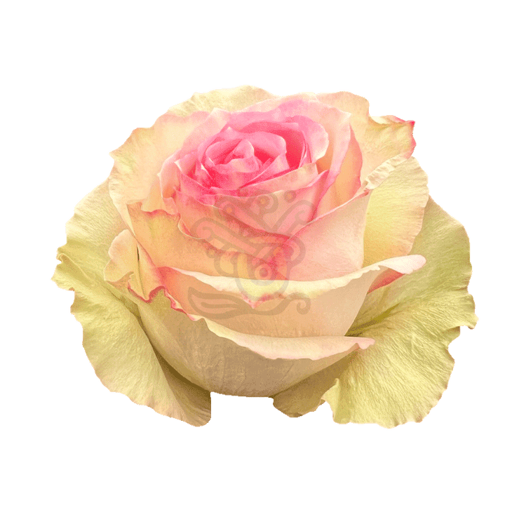 Esperance Roses Bicolored 2
