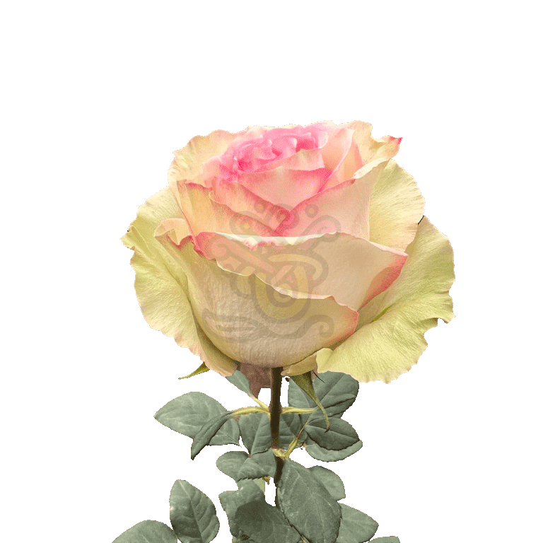 Esperance Roses Bicolored 3