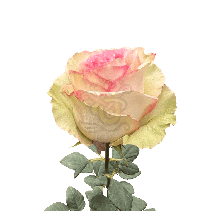 Esperance Roses Bicolored 3