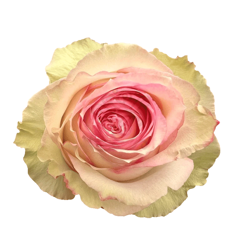 Esperance Roses Bicolored