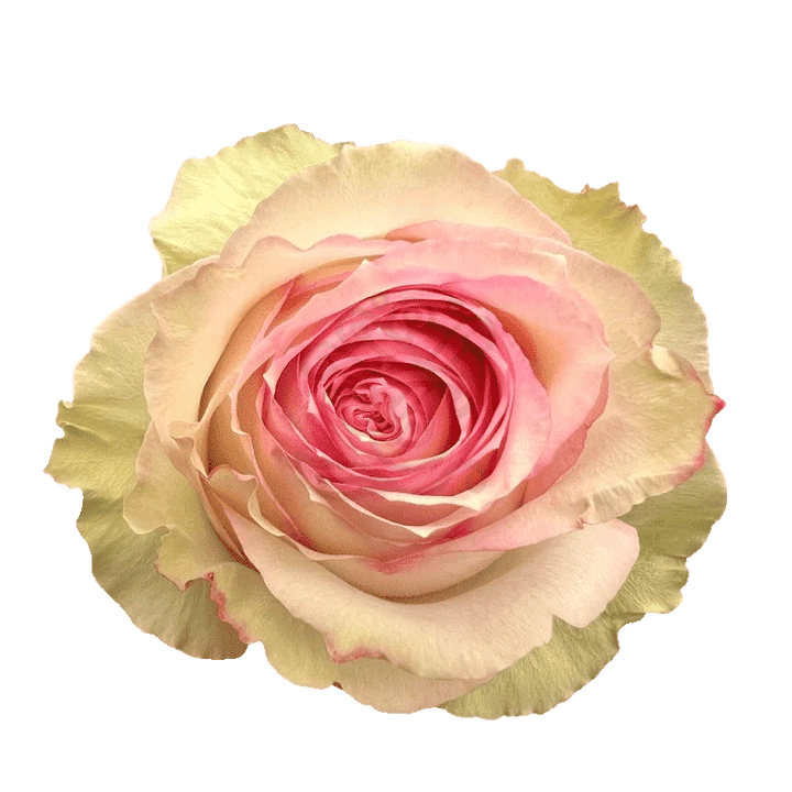 Esperance Roses Bicolored