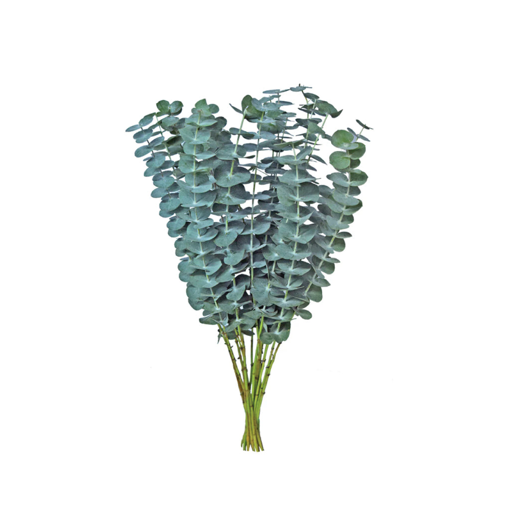 Eucalyptus Baby Blue Greens• Asiri Blooms