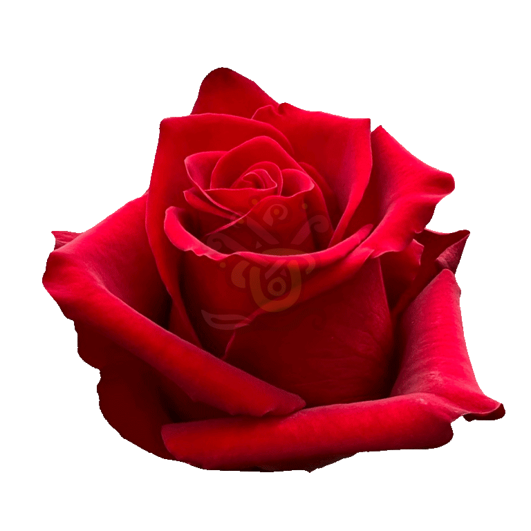 Explorer Roses Red 2
