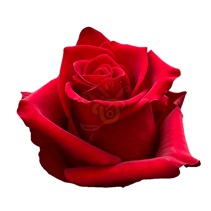 Explorer Roses Red 2