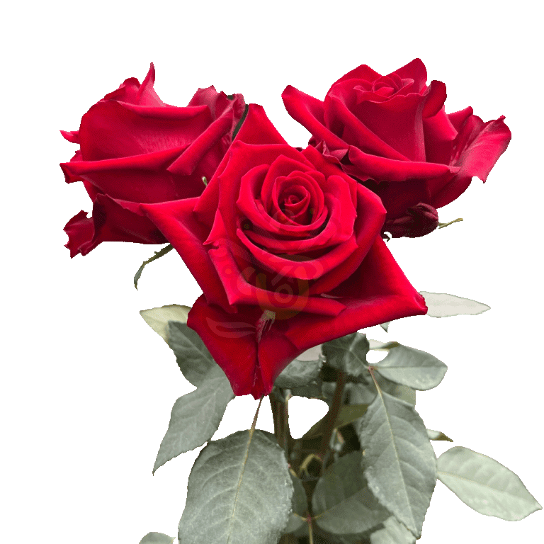 Explorer Roses Red 3