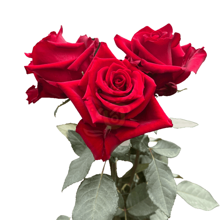 Explorer Roses Red 3