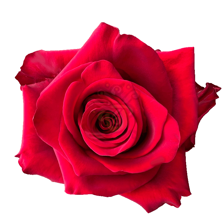 Explorer Roses Red