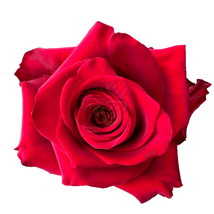Explorer Roses Red