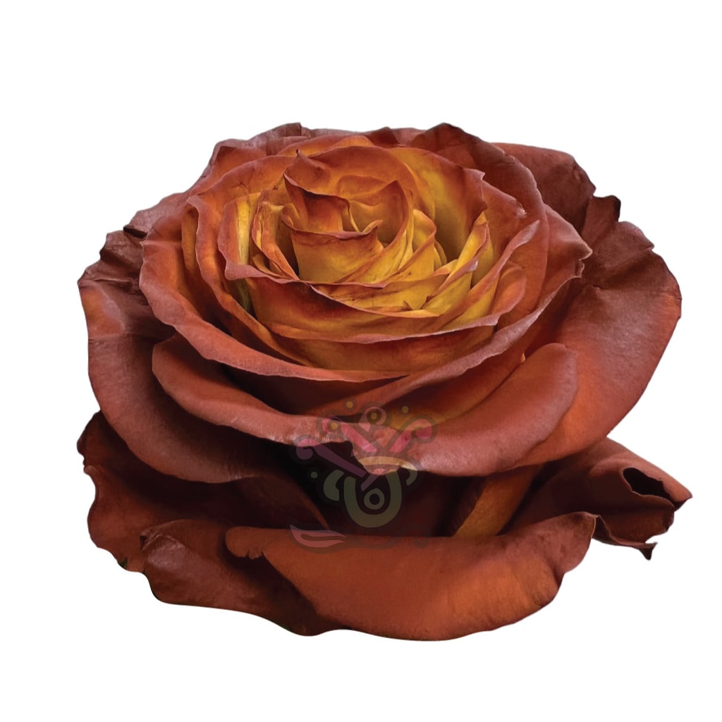 Acorn Tinted Roses • Asiri Blooms