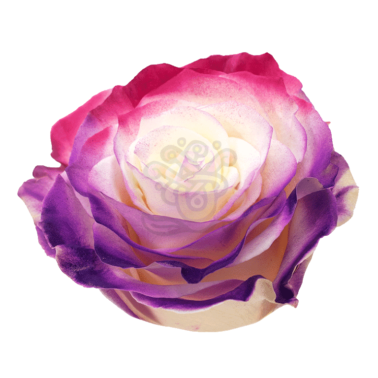 Flamingo Dyed Roses 2