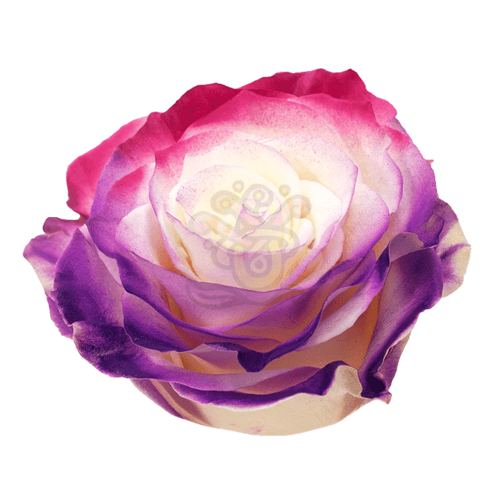 Flamingo Dyed Roses 2