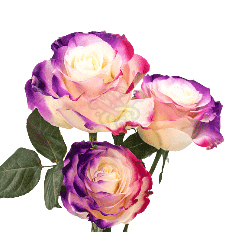 Flamingo Dyed Roses 3