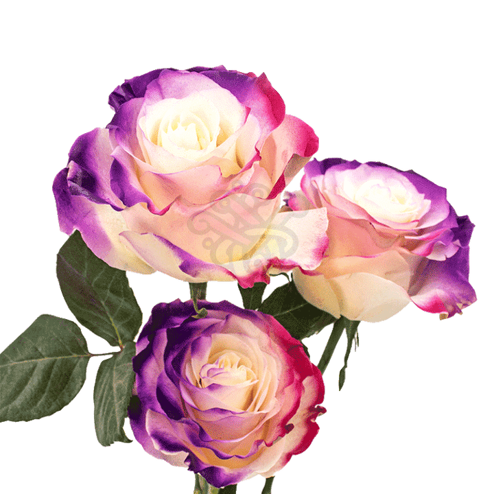 Flamingo Dyed Roses 3