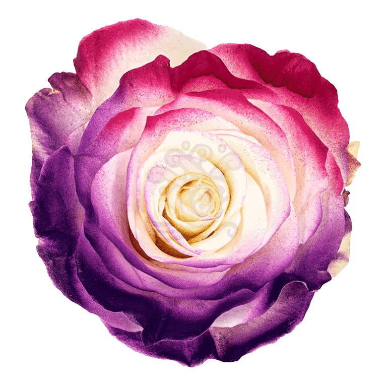 Flamingo Dyed Roses