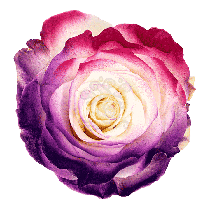 Flamingo Dyed Roses