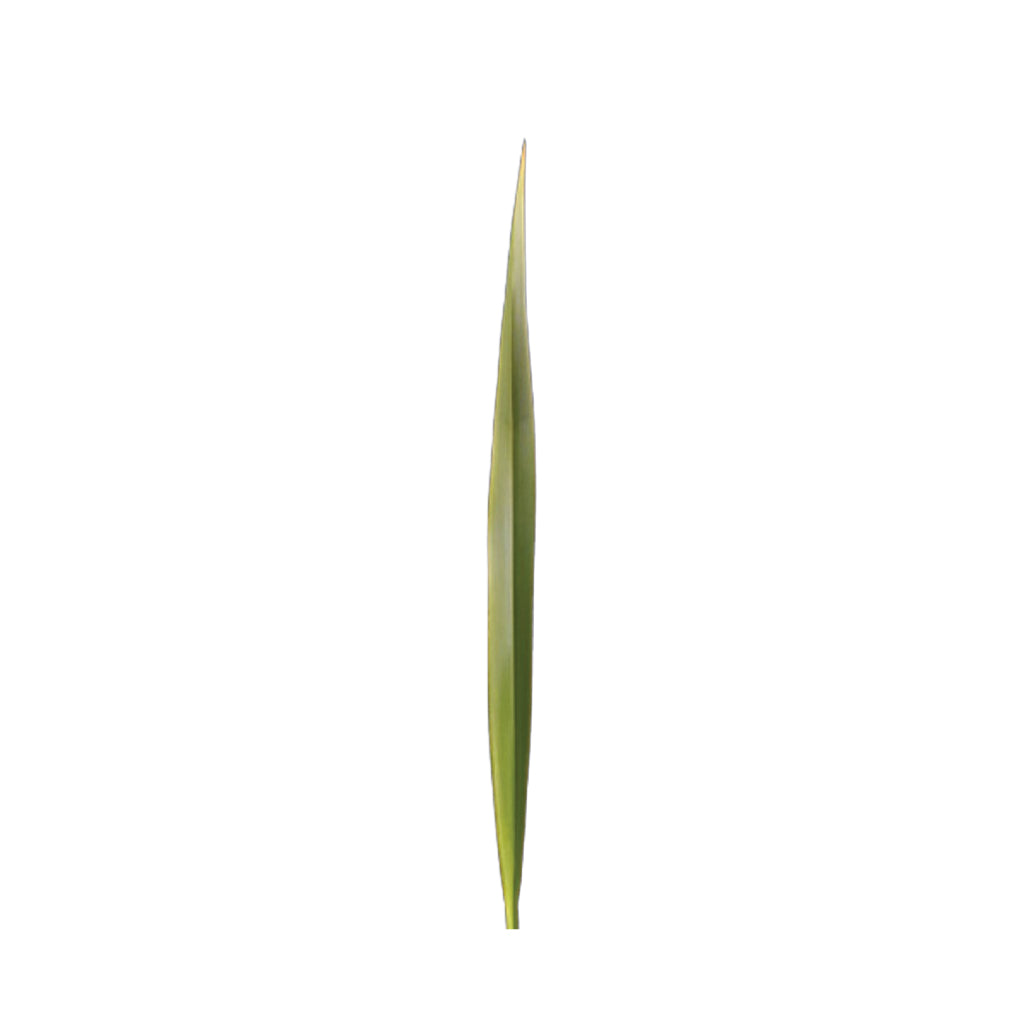 Green Flax • Asiri Blooms